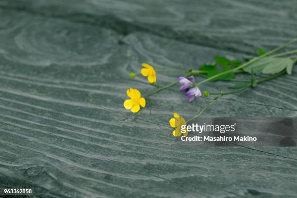 flowers of buttercups and milkvetch - astragalus stock-fotos und bilder