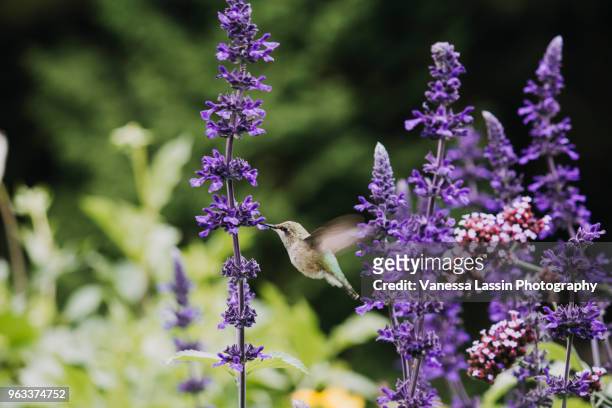 hummingbird in flight - vanessa lassin stockfoto's en -beelden