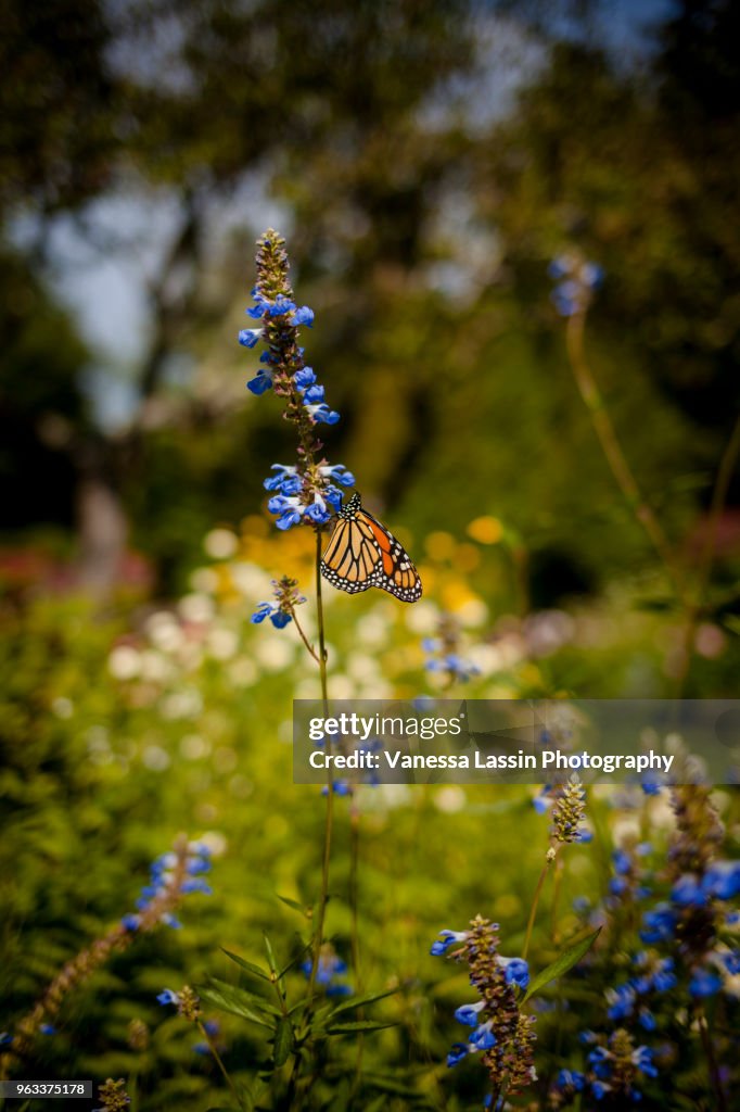 Monarch in Maine