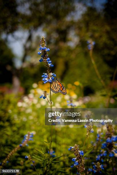 monarch in maine - vanessa lassin stock pictures, royalty-free photos & images