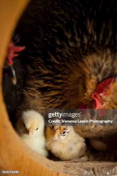 day old chicks - vanessa lassin stockfoto's en -beelden