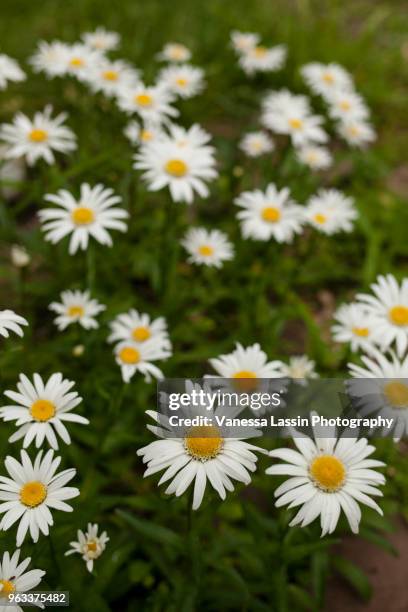 daisys - vanessa lassin stock pictures, royalty-free photos & images