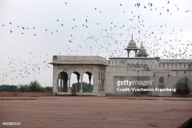 birds at the sky above the red fort imperial enclosure, delhi, india - delhi street stock pictures, royalty-free photos & images
