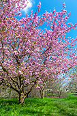 Blooming cherry blossom trees in the garden