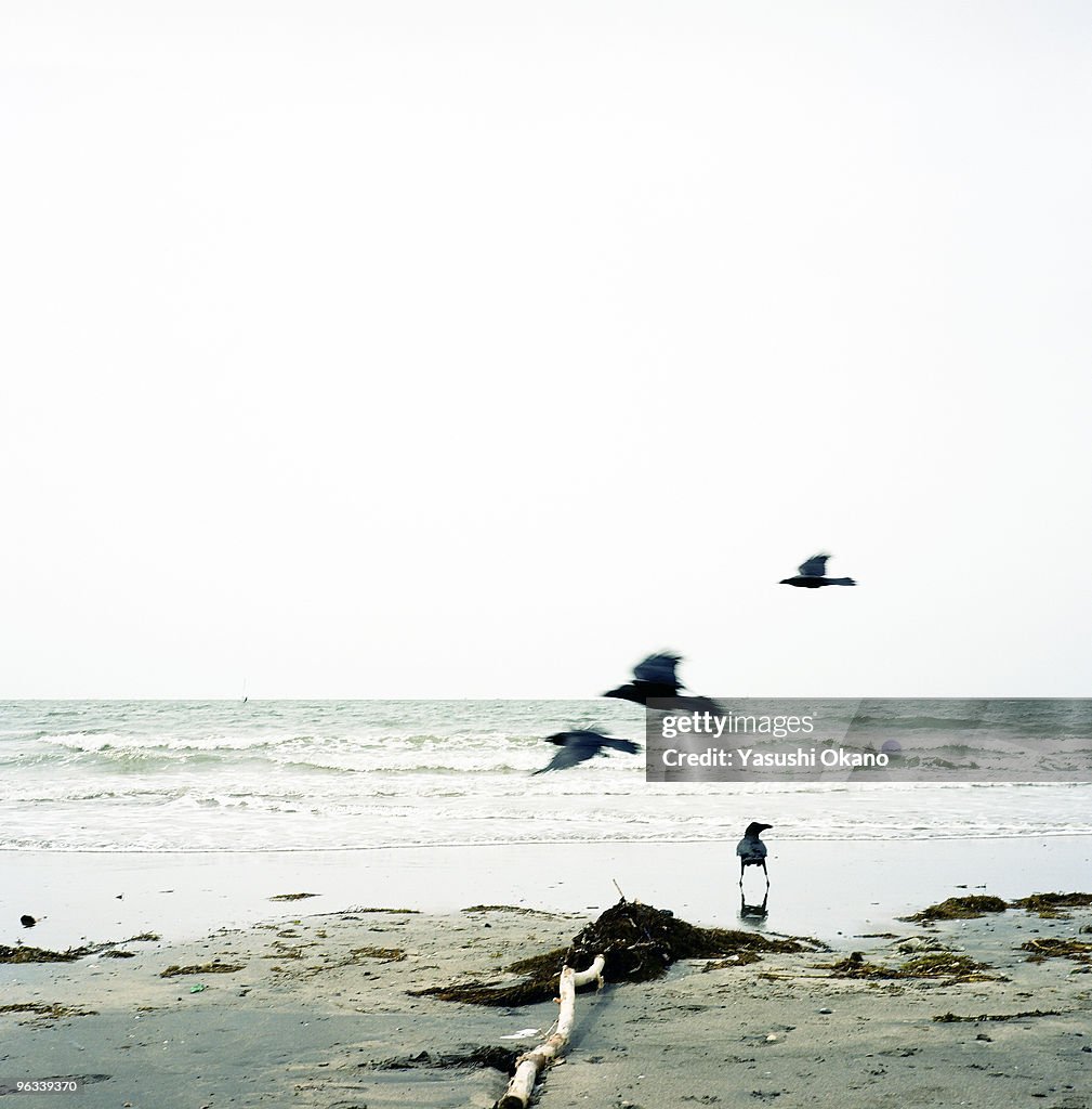 Crows on the beach.