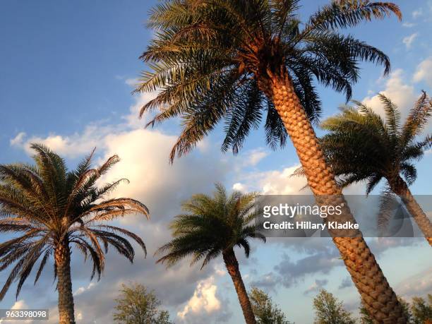 golden palm trees - orlando florida stock pictures, royalty-free photos & images