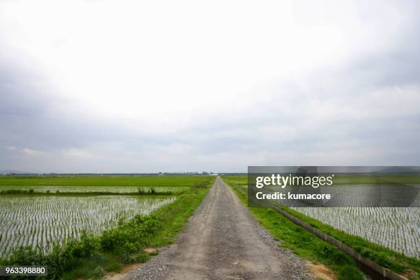 rice field - country road stock pictures, royalty-free photos & images