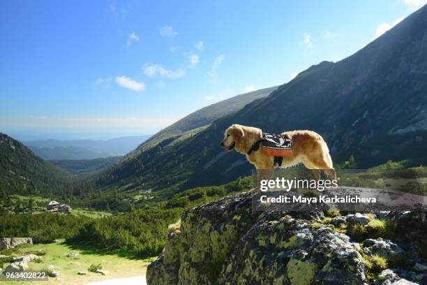 hiking golden retriever dog with backpack standing on a cliff overlooking a mountain valley - dog backpack stock pictures, royalty-free photos & images