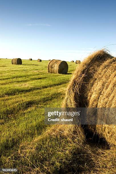 there are bales - baled stock pictures, royalty-free photos & images