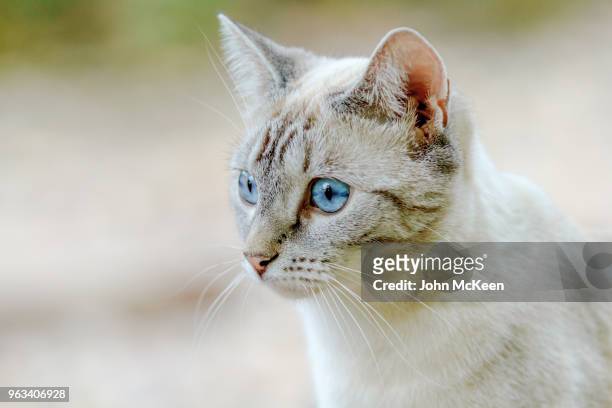 blue eyed cat - ear golden fotografías e imágenes de stock