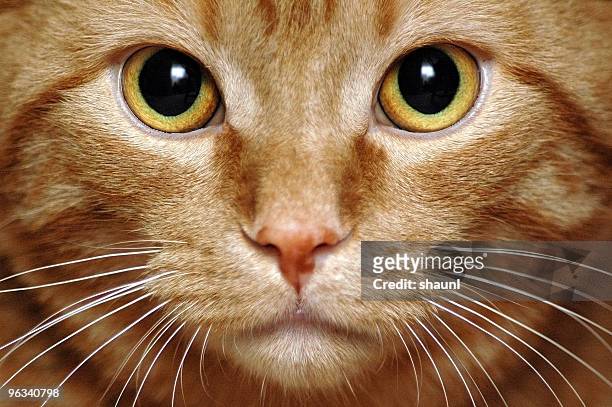 intense kitty - animal whisker stock pictures, royalty-free photos & images