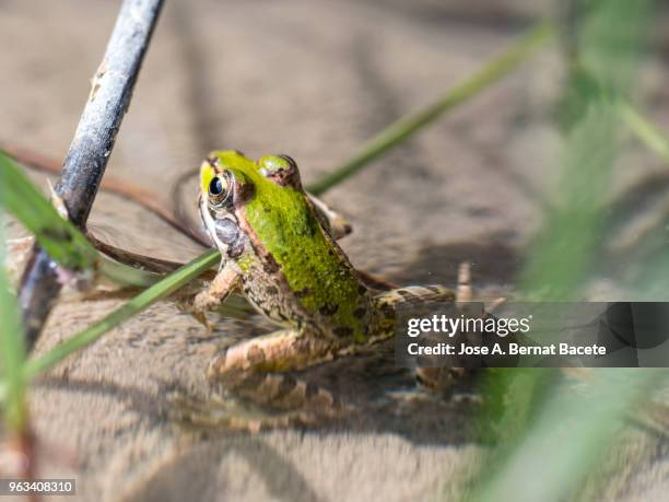 edible frog (pelophylax esculentus), young frog in a river. - rana arborícola fotografías e imágenes de stock