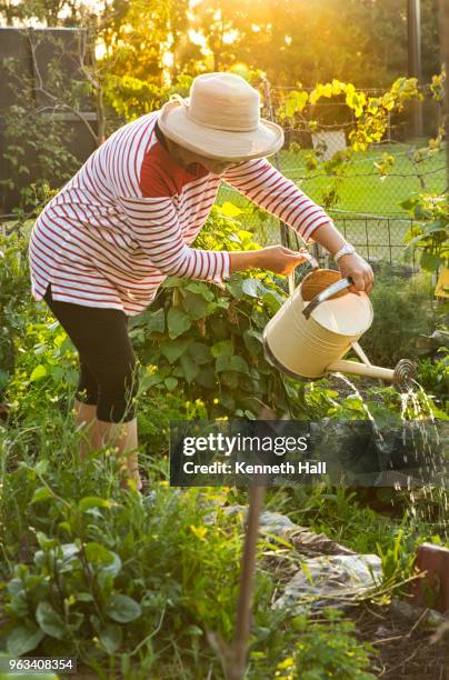 backlit model watering vegetable beds in community garden - wide brim stock pictures, royalty-free photos & images