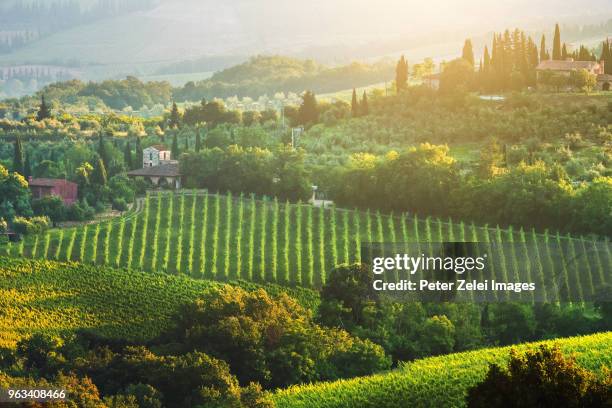 vineyards and olive tree plantations in tuscany (surroundings of san gimignano) - italian cypress fotografías e imágenes de stock