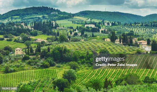 vineyards and olive tree plantations in tuscany (surroundings of san gimignano) - italian cypress fotografías e imágenes de stock