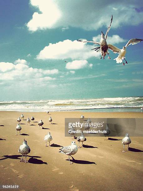 beach - fight or flight stock pictures, royalty-free photos & images