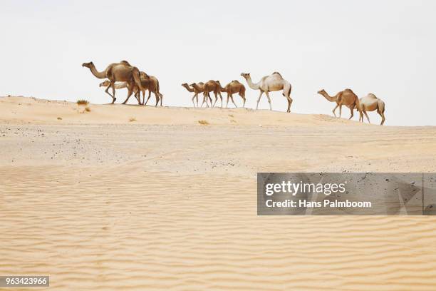 a flock of dromedary in the desert of dubai - palmboom stock pictures, royalty-free photos & images