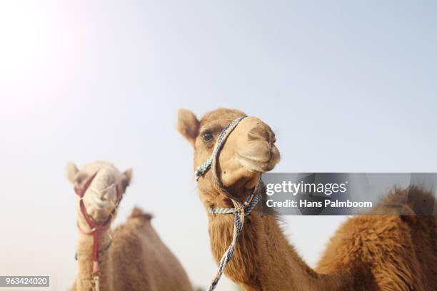 two camels basking in the harsh sun in dubai - palmboom stock pictures, royalty-free photos & images