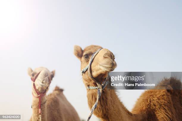two camels basking in the harsh sun in dubai - palmboom 個照片及圖片檔