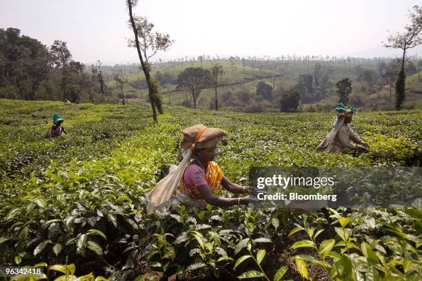 Laborers harvest the top leaves of a tea plant at a plantation in Coorg, India, on Sunday, Jan. 31, 2010. Tea exports from India, the world's largest...
