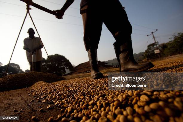 Laborers dry coffee beans in a field in Coorg, India, on Sunday, Jan. 31, 2010. Coffee exports from India, Asia's third-biggest producer, declined 13...