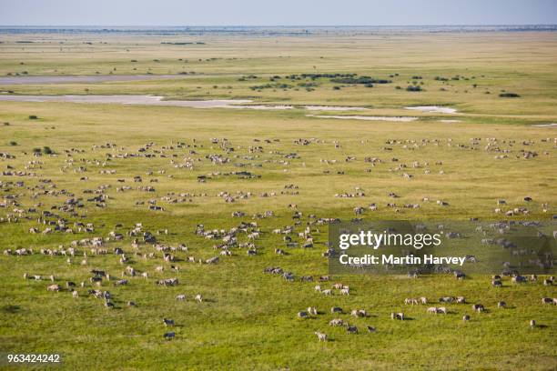 aerial view of a herd of migrating burchell's zebras (equus burchelli) walking and grazing on the makgadikgadi pans, botswana - animal behavior stock-fotos und bilder