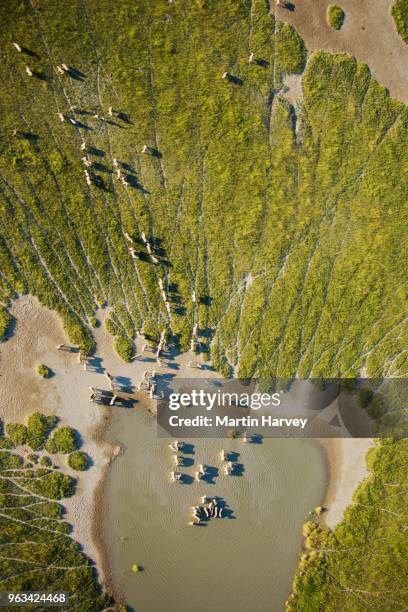 aerial view of a herd of migrating burchell's zebras (equus burchelli) drinking at the makgadikgadi pans, botswana - botswana stock pictures, royalty-free photos & images