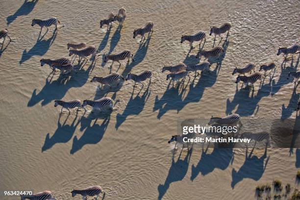 aerial view of a herd of migrating burchell's zebras (equus burchelli) standing and drinking at the makgadikgadi pans, botswana - zebra herd stock pictures, royalty-free photos & images