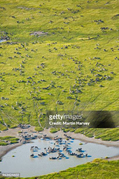 aerial view of a herd of migrating burchell's zebras (equus burchelli) drinking at the makgadikgadi pans, botswana - zebra herd stock-fotos und bilder