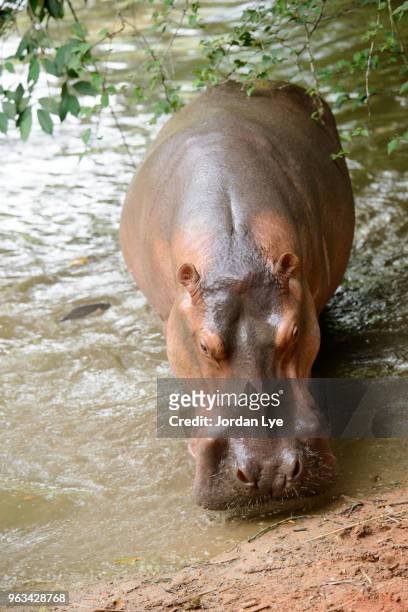 hippopotamus - jordan lye stock-fotos und bilder