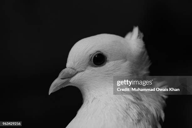 fantail pigeon - fantail stock pictures, royalty-free photos & images