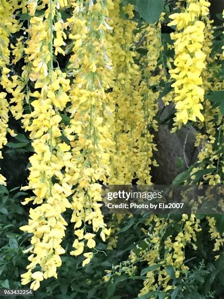 sunshine permeates the laburnum - ela2007 fotografías e imágenes de stock