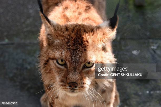 Picture taken on May 7, 2018 shows a Balkan lynx, classified as critically endangered, in a cage in a restaurant of the city of Shkodra, north of...