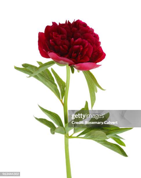 deep pink peony flower & leaf on white. - pion bildbanksfoton och bilder
