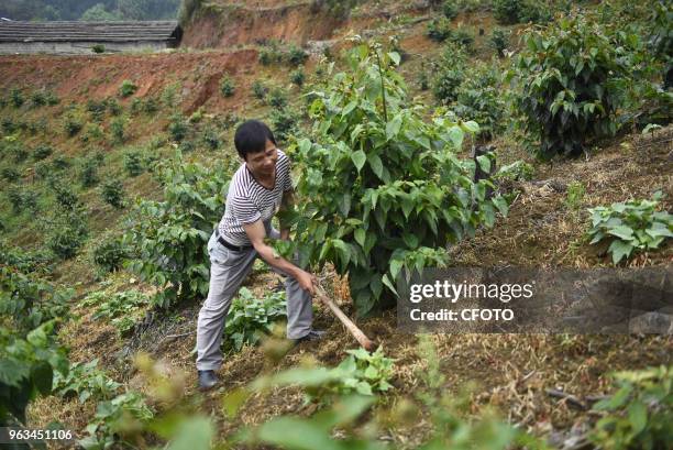 Farmers work at the crocarin planting base at Genli village, Douli township in Congjiang county, China's Guizhou province, 28 May 2018. Residents in...