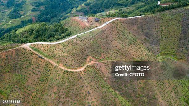 Farmers work at the crocarin planting base at Genli village, Douli township in Congjiang county, China's Guizhou province, 28 May 2018. Residents in...