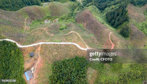 Farmers work at the crocarin planting base at Genli village, Douli township in Congjiang county, China's Guizhou province, 28 May 2018. Residents in...