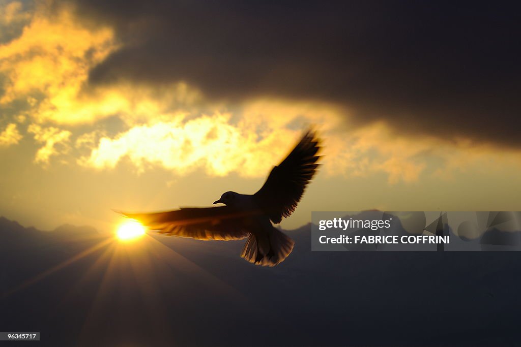 A gull flies with the Swiss Alps in the
