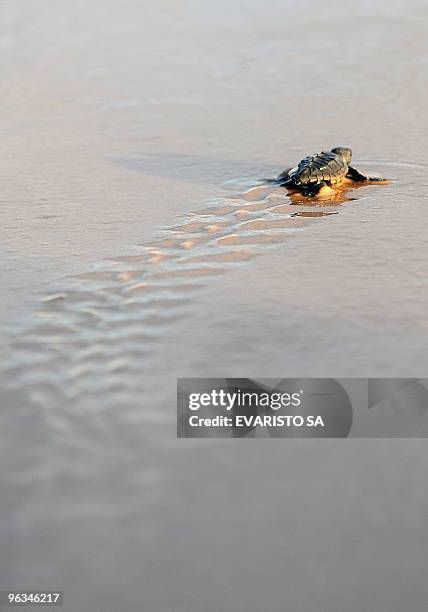 Newborn Loggerhead turtle walks into the sea after being realeased by the TAMAR Project at Praia do Forte, Bahia State, on November 13, 2009. The...