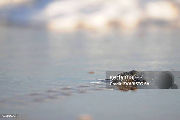 Newborn Loggerhead turtle walks into the sea after being realeased by members of the TAMAR Project in Praia do Forte, Bahia State, on November 13,...