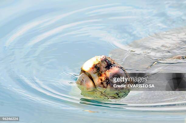An albino Loggerhead turtle swims in an aquarium in the TAMAR Project's Visitor Center in Praia do Forte, Bahia State, on November 13, 2009. The...