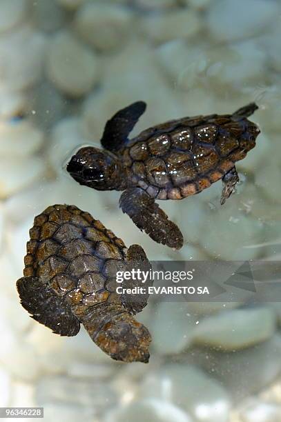 Hawksbill turtle cubs swim in an aquarium in the TAMAR Project's Visitor Center in Praia do Forte, Bahia State, on November 13, 2009. The TAMAR...