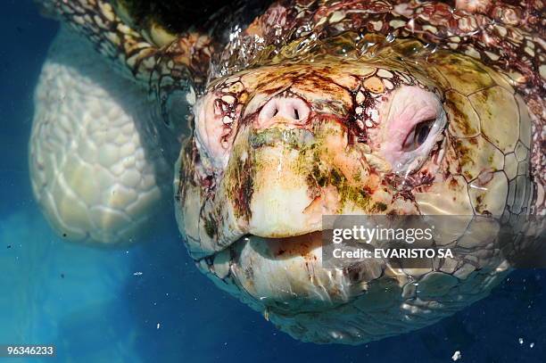 An albino Loggerhead turtle swims in an aquarium in the TAMAR Project's Visitor Center in Praia do Forte, Bahia State, on November 13, 2009. The...