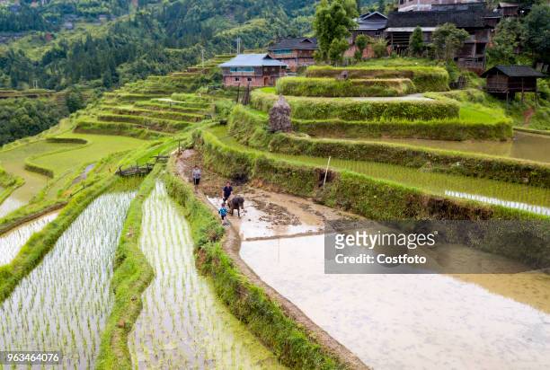Farmers of Cengfeng and Nanceng township are busy transplanting rice in terraces at Congjiang county, China's Guizhou province, 27 May 2018.