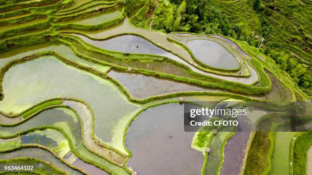 Farmers of Cengfeng and Nanceng township are busy transplanting rice in terraces at Congjiang county, China's Guizhou province, 27 May 2018.