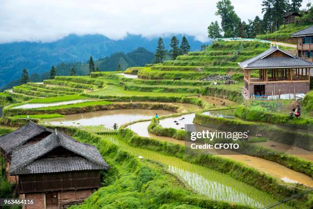 Farmers of Cengfeng and Nanceng township are busy transplanting rice in terraces at Congjiang county, China's Guizhou province, 27 May 2018.