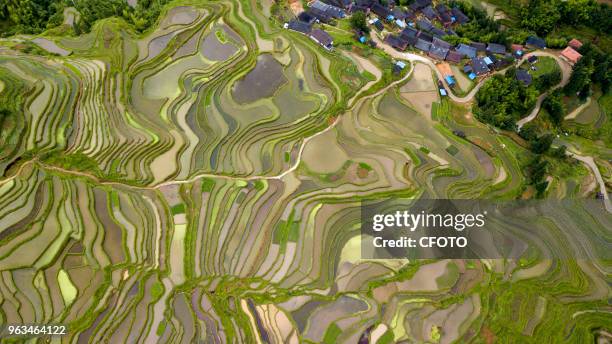 Farmers of Cengfeng and Nanceng township are busy transplanting rice in terraces at Congjiang county, China's Guizhou province, 27 May 2018.