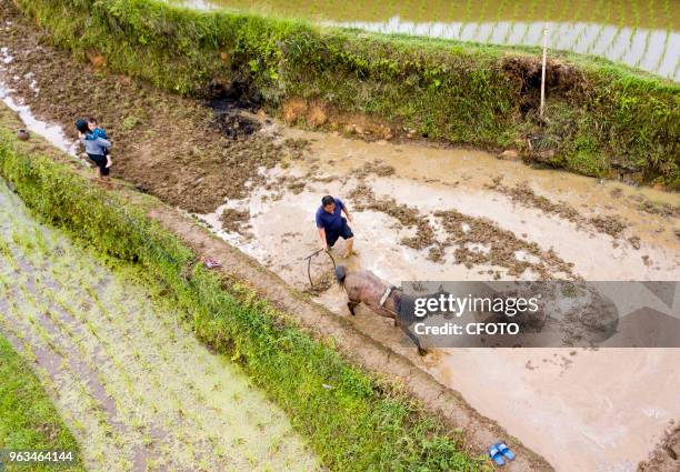 Farmers of Cengfeng and Nanceng township are busy transplanting rice in terraces at Congjiang county, China's Guizhou province, 27 May 2018.