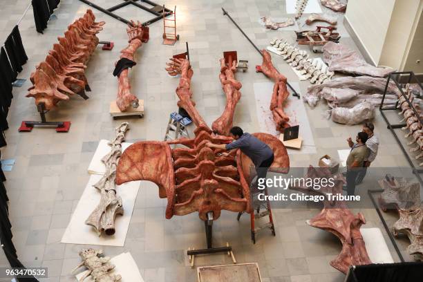 Workers assemble the Field Museum's new 122-foot Patagotitan mayorum dinosaur skeleton named Maximo on Wednesday, May 23, 2018. The new dinosaur,...