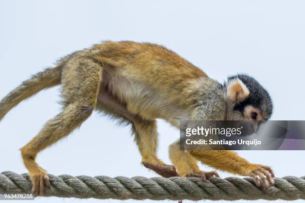 squirrel monkey walking on a rope - dödskalleapa bildbanksfoton och bilder